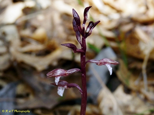 {Corallorhiza wisteriana}